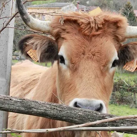 Appartamento El Picu *