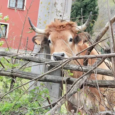 Appartamento El Picu Collanzo